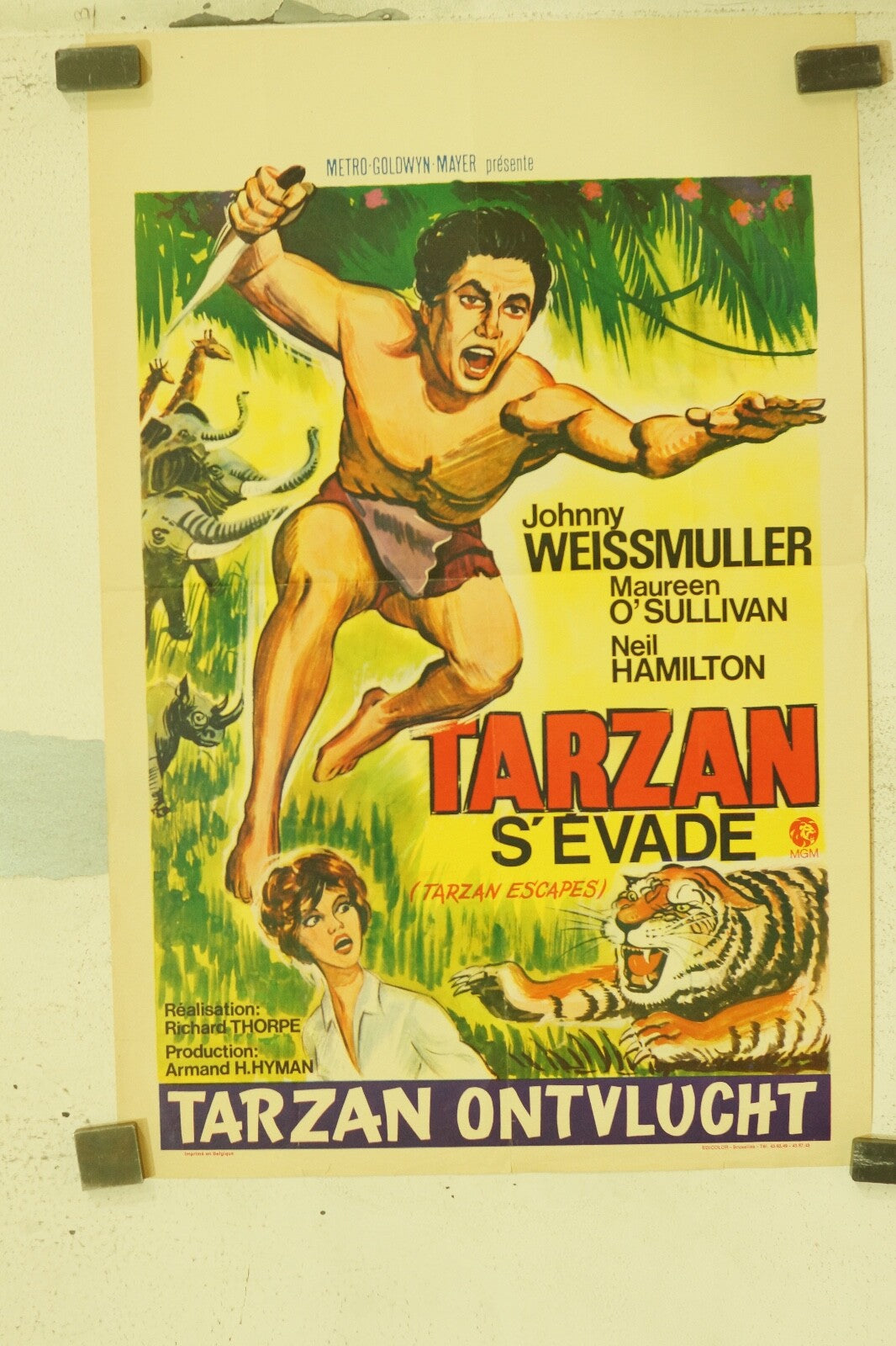 TARZAN S’ÉVADE, BELGIAN MOVIE POSTER 55X37 JOHNNY WEISSMULLER